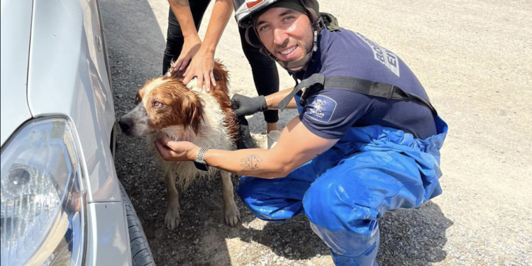 Un bombero del Parque Insular con uno de los perros que han socorrido. Fotos Bombers d'Eivissa