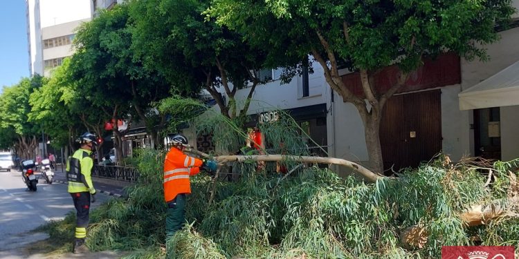 Rama caída sobre la calzada. Foto: Bombers d'Eivissa