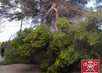 Imagen de la rama rota y parcialmente caída. Fotos: Bombers d'Eivissa