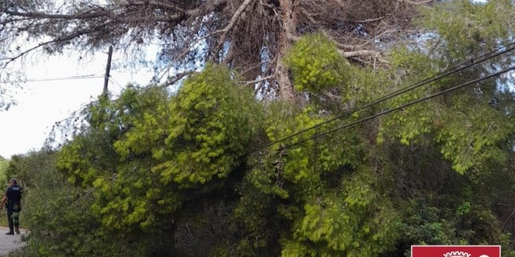 Imagen de la rama rota y parcialmente caída. Fotos: Bombers d'Eivissa