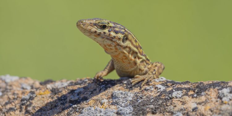 Imagen de una lagartija de Ibiza. Foto: Sebastián Candela Martínez