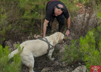 El perro labrador Dandy, durante las prácticas de búsqueda. Fotos: Bomberos de Ibiza