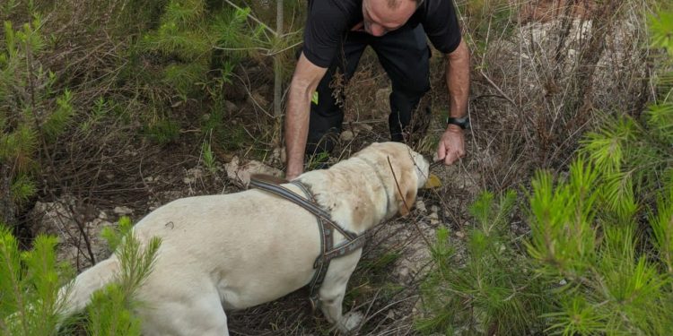 El perro labrador Dandy, durante las prácticas de búsqueda. Fotos: Bomberos de Ibiza