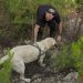 El perro labrador Dandy, durante las prácticas de búsqueda. Fotos: Bomberos de Ibiza