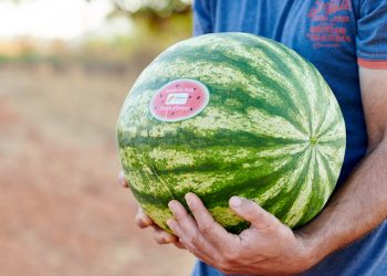 Sandía de Ibiza. Foto: Jon Izeta/IbizaPreservation