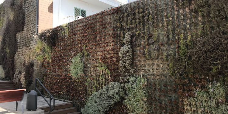 Imagen aportada por el PSOE sobre es estado actual del jardín vertical de Santa Eulària