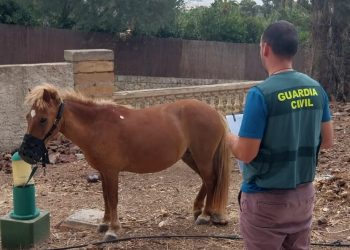 Poni robado y recuperado por la Guardia Civil
