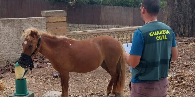 Poni robado y recuperado por la Guardia Civil