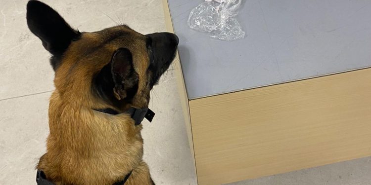 Ahzarus con el 'botín' que halló en la maleta del irlandés detenido. Foto Guardia Civil