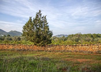 Una vista del campo en Santa Eulària.