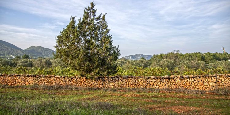 Una vista del campo en Santa Eulària.