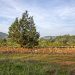 Una vista del campo en Santa Eulària.