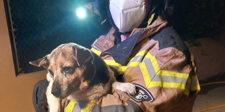 La perra de la casa, rescatada por los bomberos de Ibiza. Foto Bombers d'Eivissa