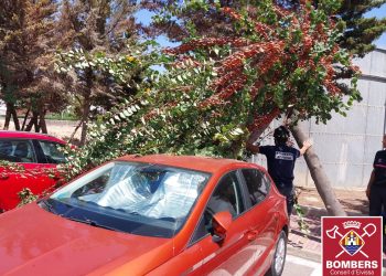 Los bomberos han acudido para retirar el árbol. Foto Bombers d'Eivissa