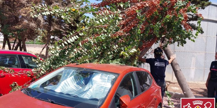 Los bomberos han acudido para retirar el árbol. Foto Bombers d'Eivissa