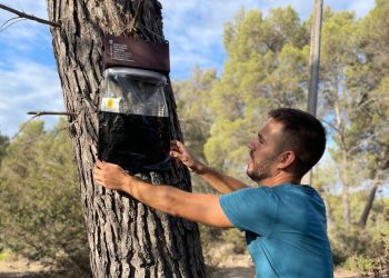 Una trampa de procesionaria del pino en Santa Eulària.