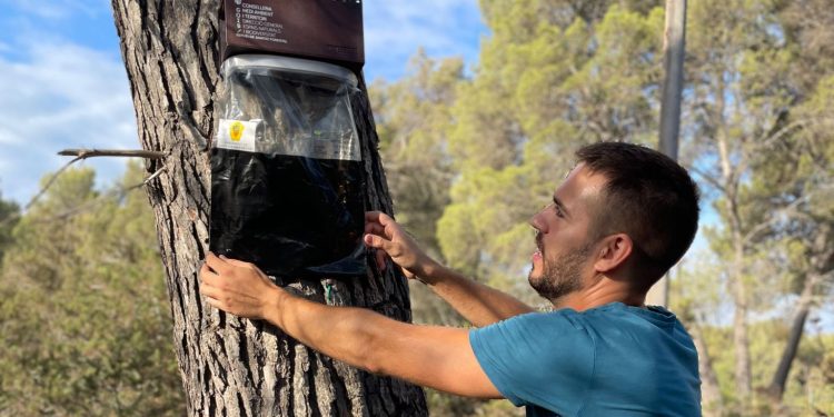 Una trampa de procesionaria del pino en Santa Eulària.
