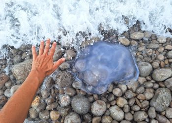 Medusa Rhizostoma pulmo  encontrada en la playa de es Codolar este fin de semana. Fotos C.M. Noudiari.es