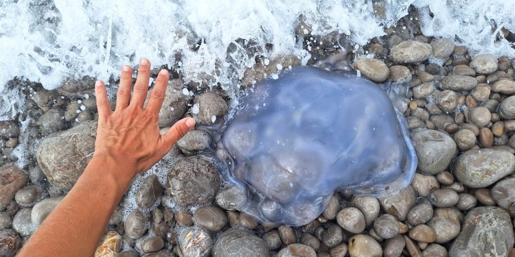 Medusa Rhizostoma pulmo  encontrada en la playa de es Codolar este fin de semana. Fotos C.M. Noudiari.es