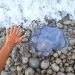 Medusa Rhizostoma pulmo encontrada en la playa de es Codolar este fin de semana. Fotos C.M. Noudiari.es