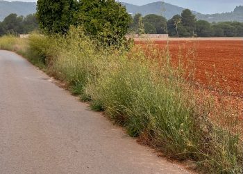 Estado de la vegetación, que invade la calzada. Foto: Grupo PSOE Santa Eulària