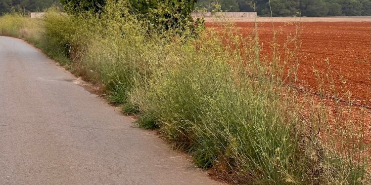 Estado de la vegetación, que invade la calzada. Foto: Grupo PSOE Santa Eulària