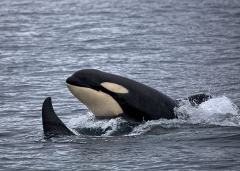 Orcas.