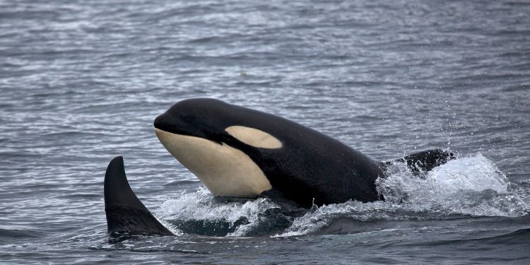 Orcas.