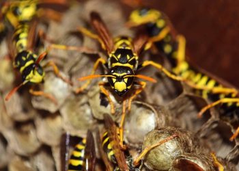 Imagen de archivo de unas avispas. Foto Pixnio