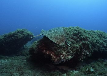 Mantellina (Gymnura altavela) avistada en aguas de Baleares. Foto: Rosa Taberner