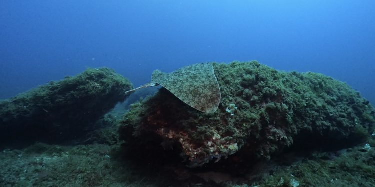 Mantellina (Gymnura altavela) avistada en aguas de Baleares. Foto: Rosa Taberner