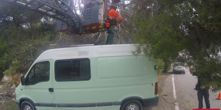 Los bomberos han cortado el árbol caído y lo han retirado. Foto: Bombers d'Eivissa