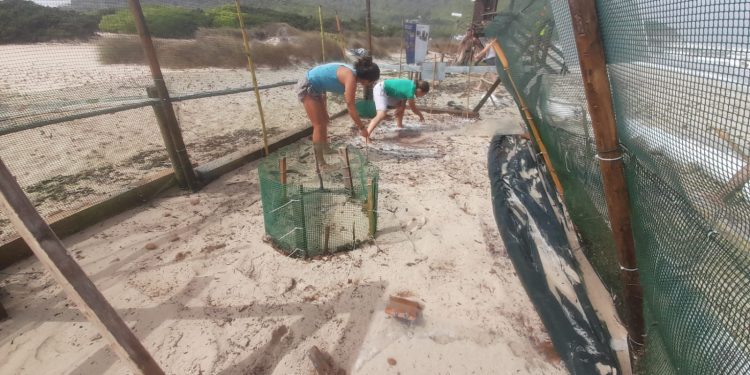 Nido de la última puesta en es Cavallet, que se retiró el 4 de septiembre por el temporal. Foto: Govern balear