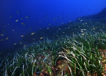 Praderas de posidonia en Portinatx, en el municipio ibicenco de Sant Joan de Labritja.  © JOAN COSTA