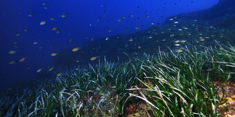 Praderas de posidonia en Portinatx, en el municipio ibicenco de Sant Joan de Labritja. © JOAN COSTA