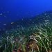 Praderas de posidonia en Portinatx, en el municipio ibicenco de Sant Joan de Labritja. © JOAN COSTA