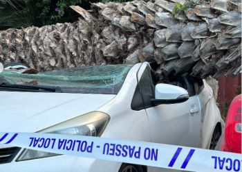 El coche aplastado por la palmera la pasada madrugada. Fotos Ayuntamiento de Ibiza / Policía Local