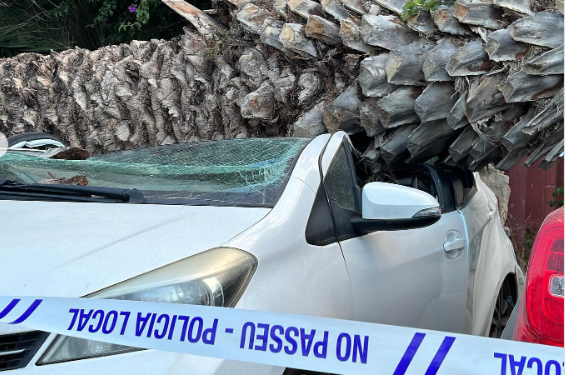 El coche aplastado por la palmera la pasada madrugada. Fotos Ayuntamiento de Ibiza / Policía Local