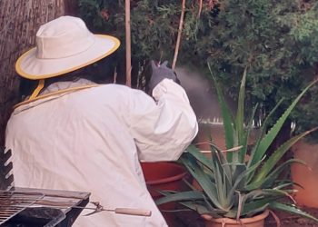 Un bombero retirando las avispas. Foto de Bombers d'Eivissa