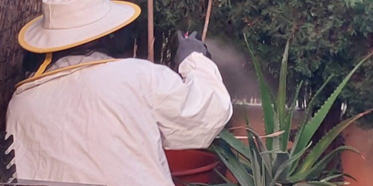 Un bombero retirando las avispas. Foto de Bombers d'Eivissa