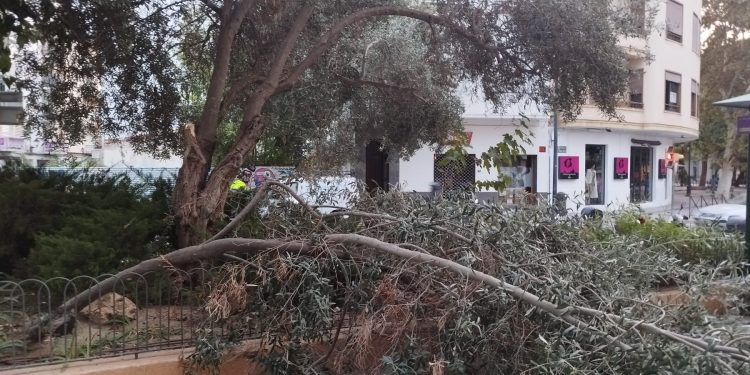 La rama del olivo se ha desplomado sobre la acera. Fotos Noudiari