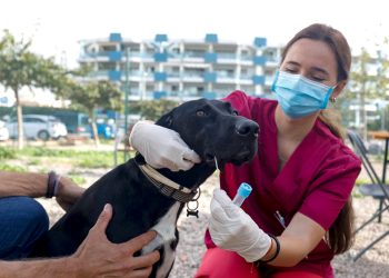Recogida de una muestra para el censo de ADN canino. Foto: Ayuntamiento de Santa Eulària