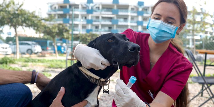 Recogida de una muestra para el censo de ADN canino. Foto: Ayuntamiento de Santa Eulària