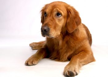 Un perro Golden retriever en una imagen de archivo. Foto Pxhere