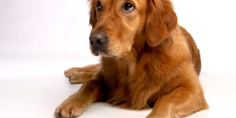 Un perro Golden retriever en una imagen de archivo. Foto Pxhere
