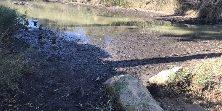 Estado que presentan la desembocadura del río y sa Font d'en Lluna. Fotos: PSOE Santa Eulària
