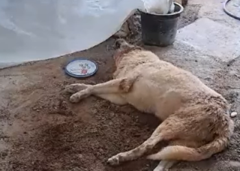 El perro maltratado en el vídeo facilitado por la Policía Local de Sant Josep