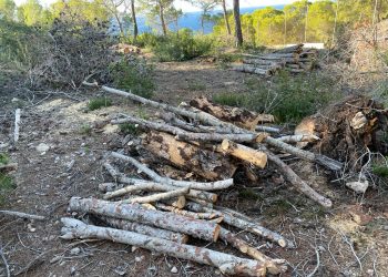 Una de las imágenes de la denuncia por la tala de árboles en una finca.