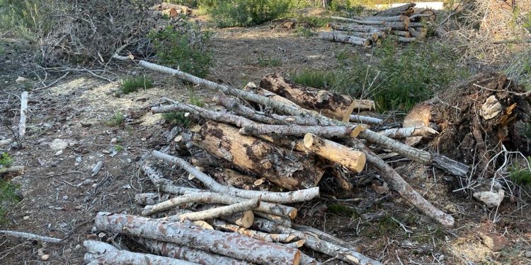 Una de las imágenes de la denuncia por la tala de árboles en una finca.