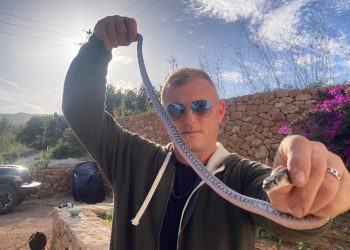 El voluntario Dean Gallagher con una serpiente capturada el año pasado en la Cala de Sant Vicent